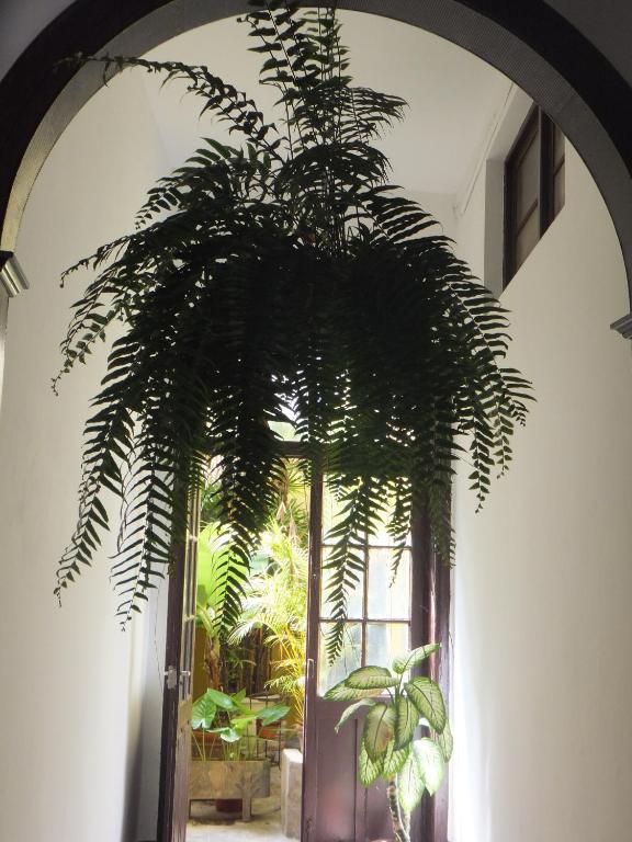 Casa Colonial Cejas Hotel Santa Cruz de Tenerife Eksteriør billede